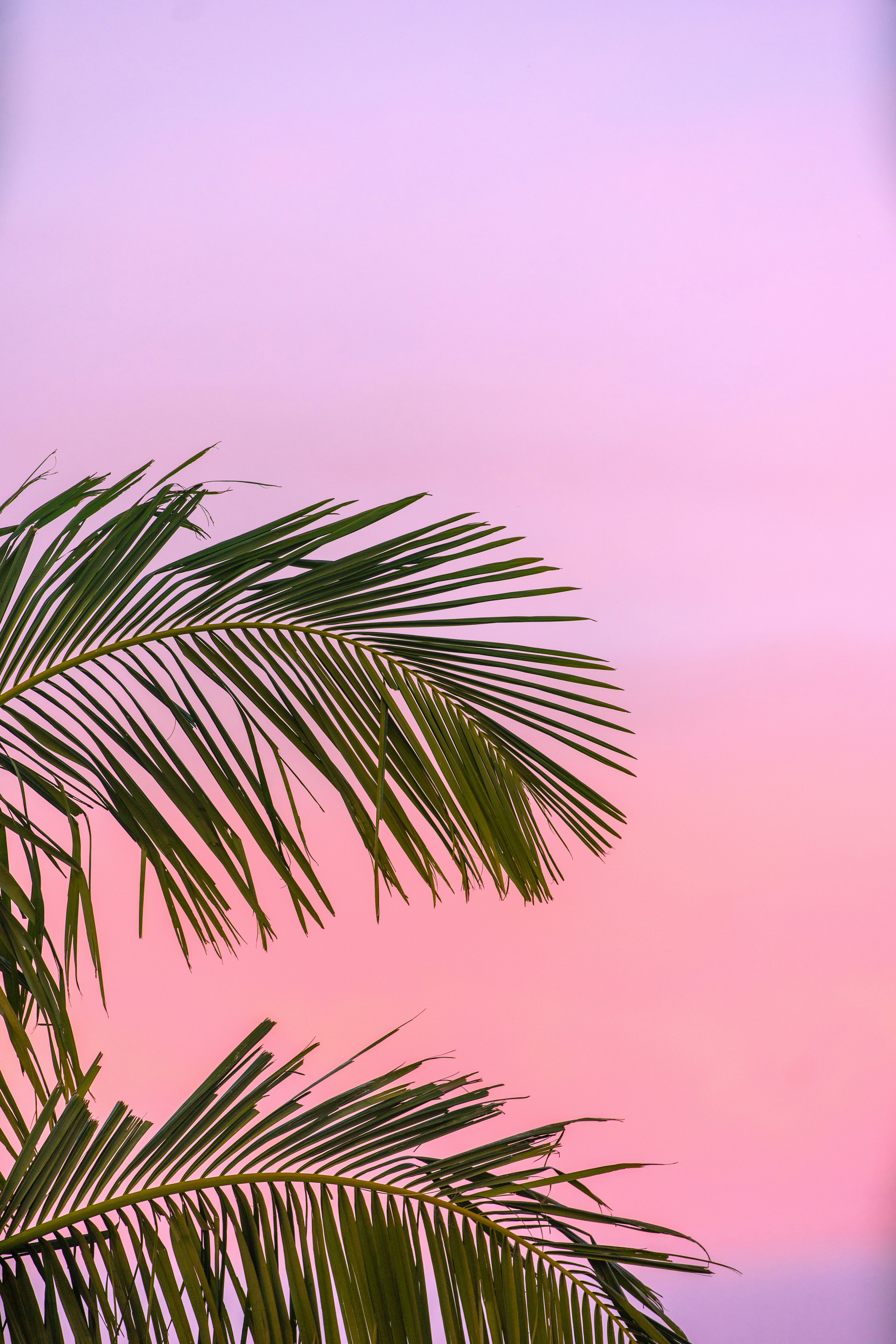 Palm leaves against a pink and purple gradient sky