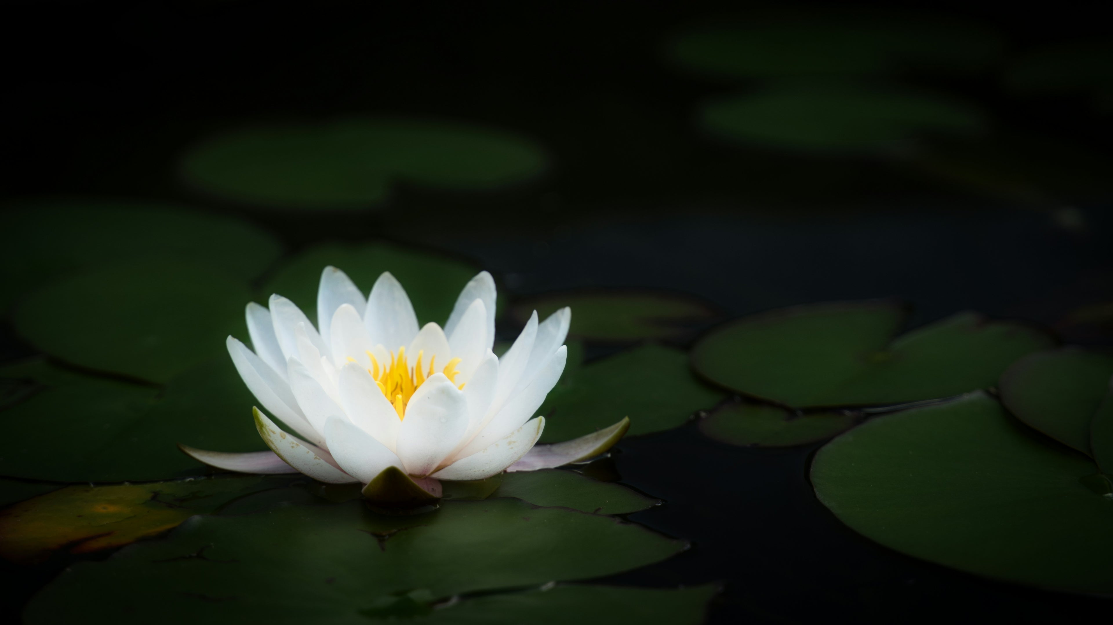White water lily flower with a yellow center on dark water
