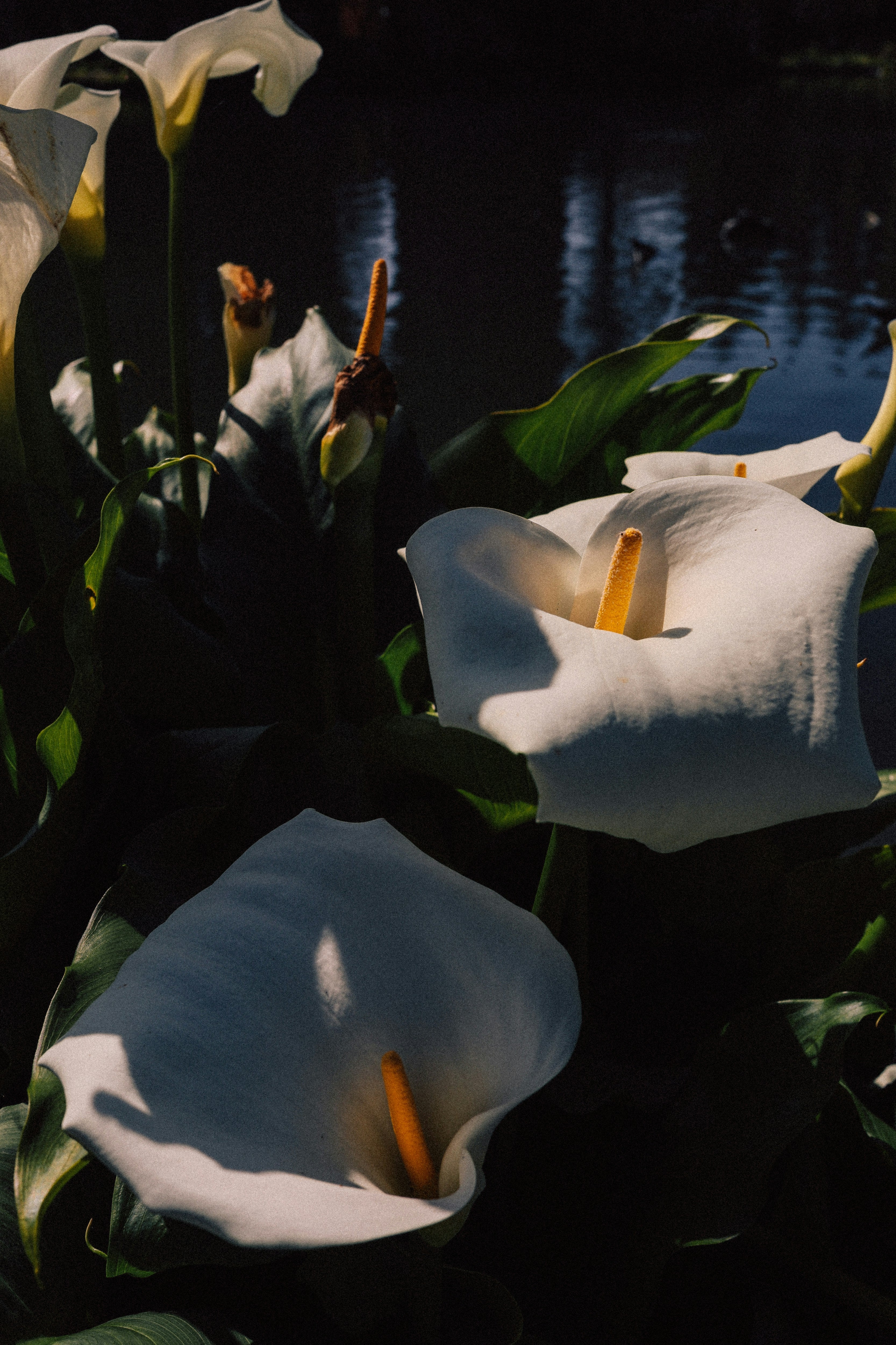 White lilies with green leaves against a dark background