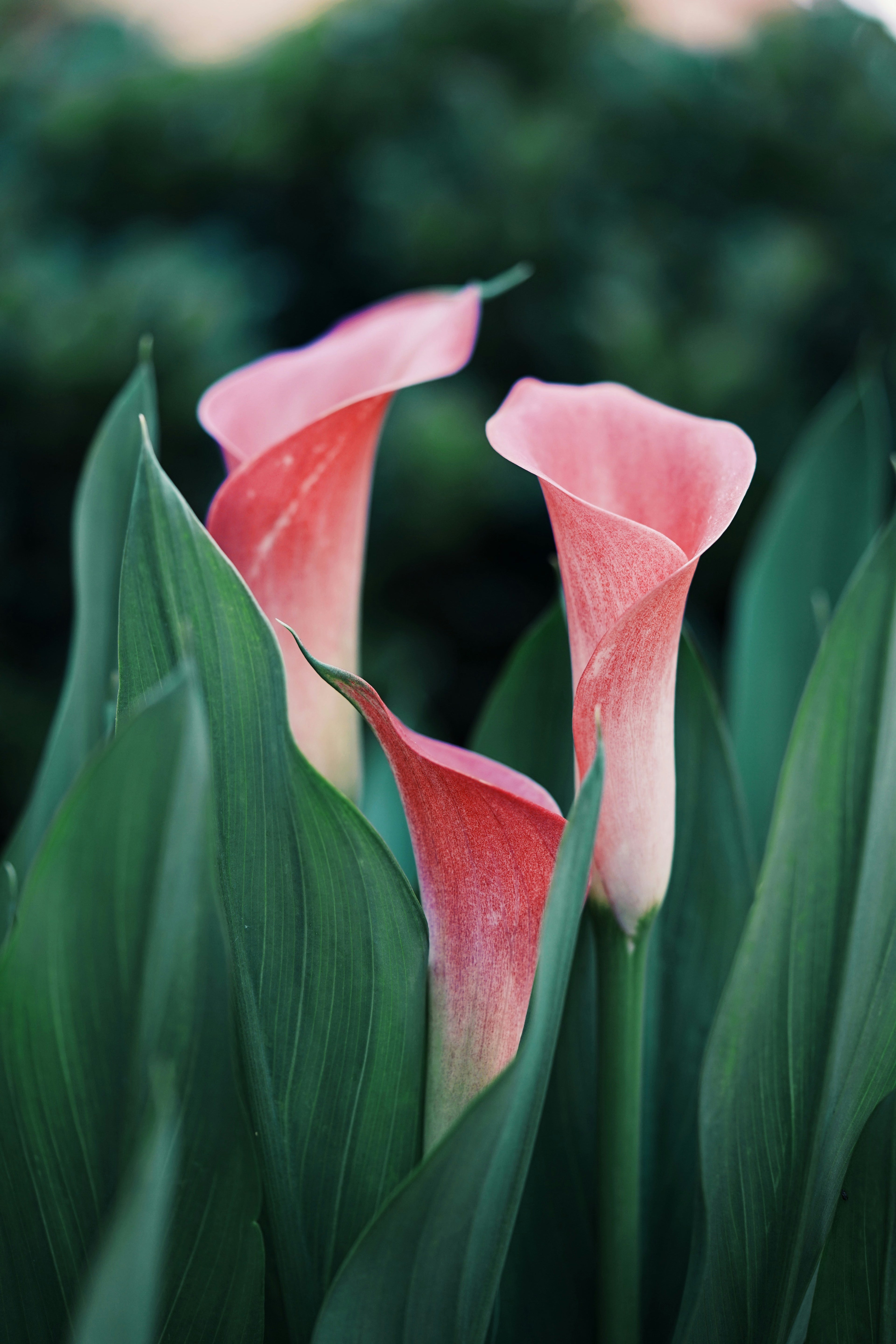 Close-up of pink calla lilies with green leaves on a blurred green background